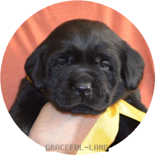 男の子(イエロー母犬グラス)